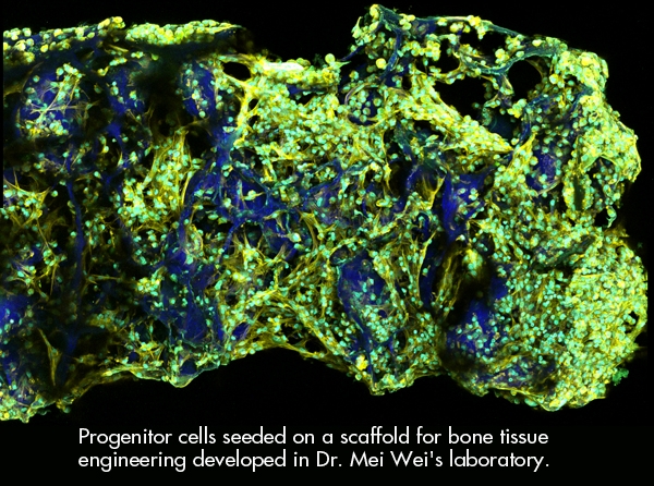 tissue engineering scaffold nih